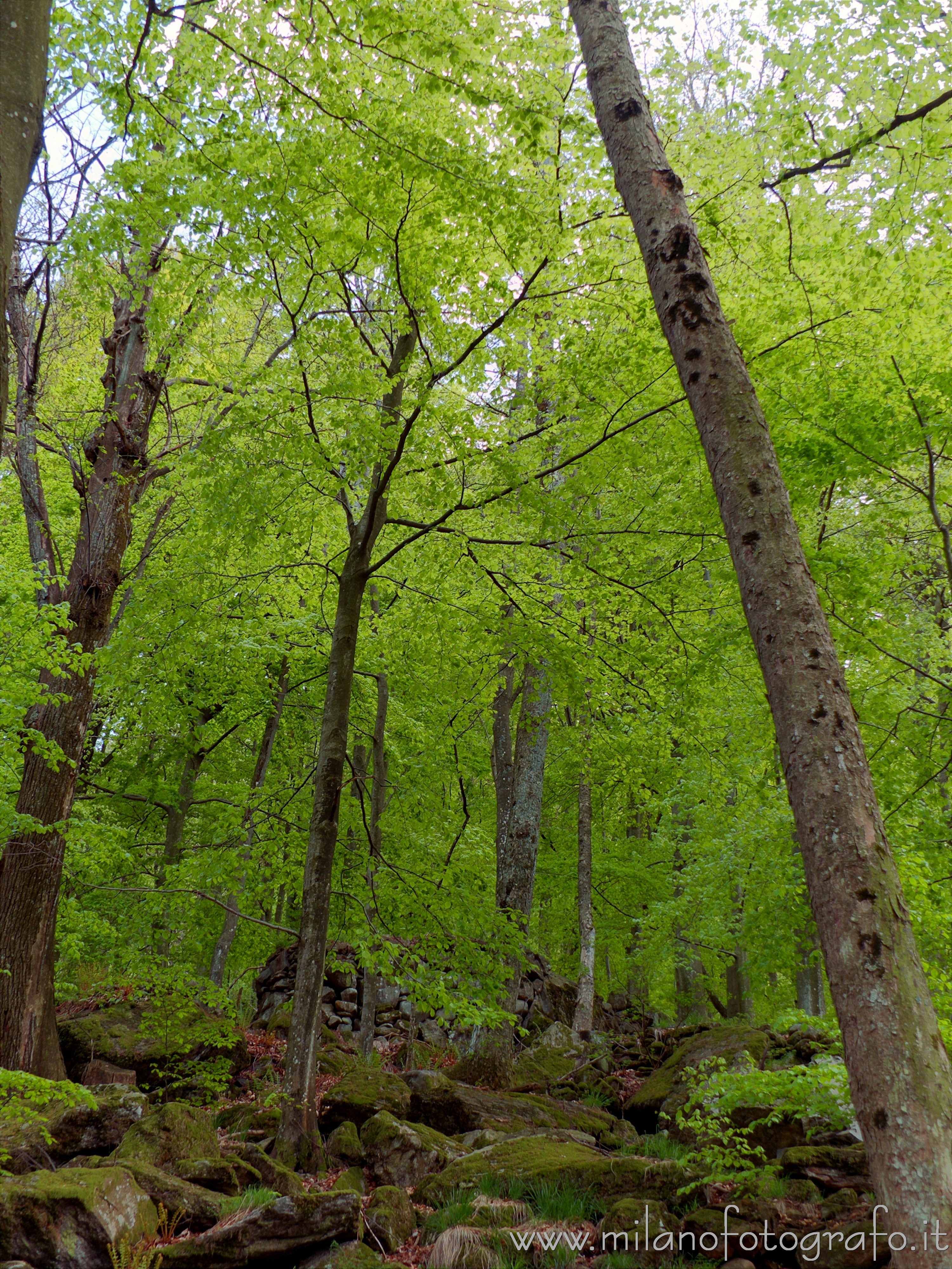 Rosazza (Biella, Italy) - Spring in the woods